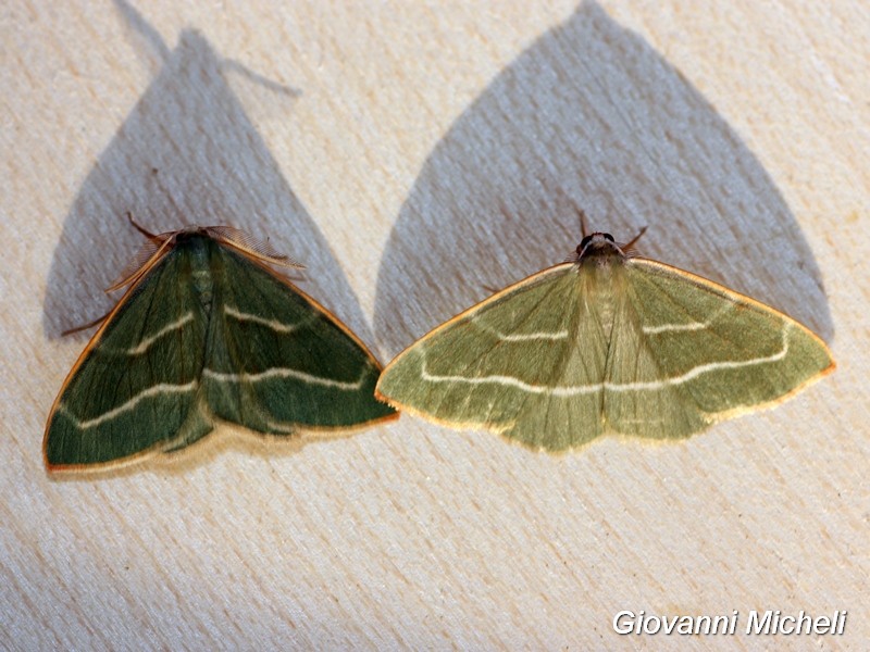 Hylaea fasciaria in diverse tonalit di verde